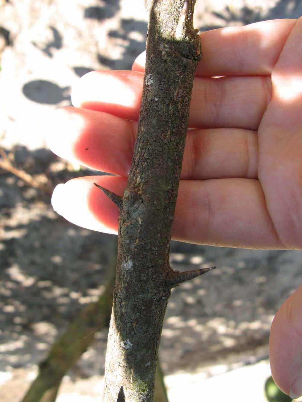              Second - third year twig (Winter Haven, FL)       